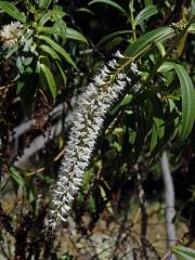 Rozrazil (Veronica salicifolia G. Forst.)