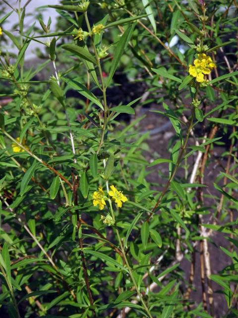 Heimia salicifolia (Kunth) Link