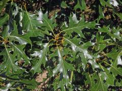 Dub sametový (Quercus velutina Lam.)