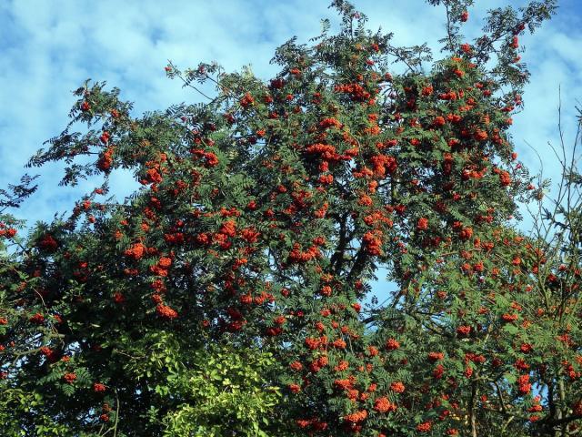 Jeřáb ptačí (Sorbus ancuparia L.)