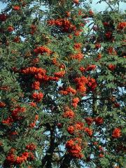 Jeřáb ptačí (Sorbus ancuparia L.)