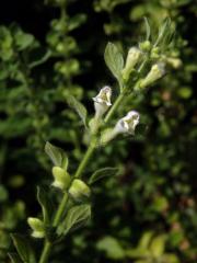 Šišák (Scutellaria albida L.)
