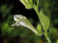Šišák (Scutellaria albida L.)