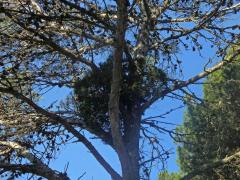 Čarověník na borovici halepské (Pinus halepensis P. Miller) (18)