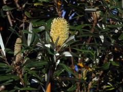 Banksia integrifolia L. f.