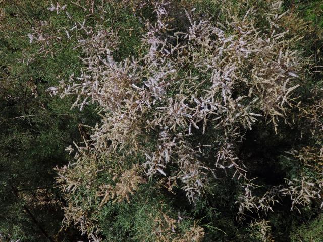 Tamaryšek kanárský (Tamaris canariensis Willd.)
