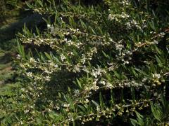 Prinsepie jednokvětá (Prinsepia uniflora Batal.)