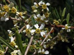 Prinsepie jednokvětá (Prinsepia uniflora Batal.)