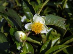 Kamélie (Camellia L.)