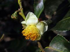 Čajovník čínský (Camellia sinensis (L.) Kuntze)