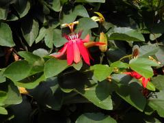 Mučenka (Passiflora vitifolia Kunth)