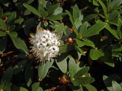 Rojovník (Ledum groenlandicum Oeder)