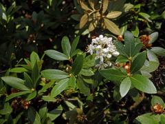 Rojovník (Ledum groenlandicum Oeder)