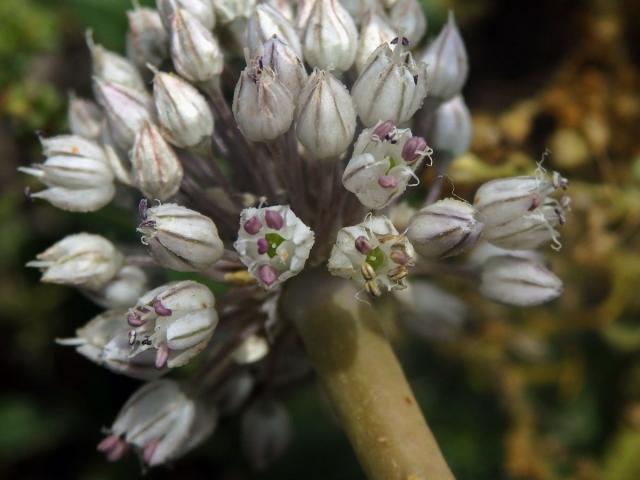 Česnek (Allium baeticum Boiss.)