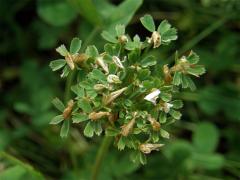 Jetel plazivý (Trifolium repens L.) - proliferace (1)