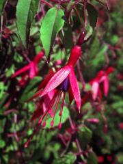 Fuschsie (Fuchsia magellanica Lam.)