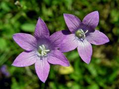 Zvonek rozkladitý (Campanula patula L.) - šestičetný květ (1)