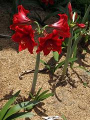 Amarylka (Amaryllis belladonna L.)