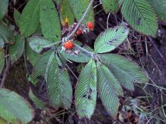Ostružiník (Rubus lineatus Reinw. ex Blume)