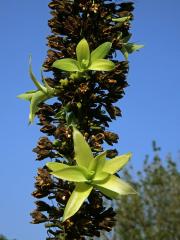 Agáve (Agave attenuata Salm-Dyck), květenství s proliferací (3b)