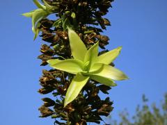 Agáve (Agave attenuata Salm-Dyck), květenství s proliferací (3c)