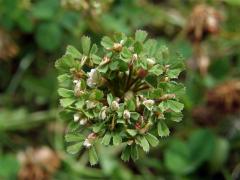 Jetel plazivý (Trifolium repens L.) - proliferace (2)