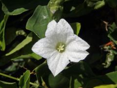 Coccinia grandis (L.) Voigt, atypický květ (1b)