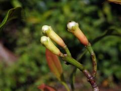 Hřebíčkovec kořenný (Syzygium aromaticum (L.) Merr. & Perry)