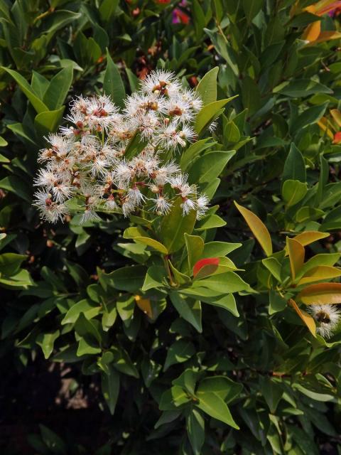 Hřebíčkovec šabrejový (Syzygium cumini (L.) Skeels)