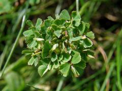 Jetel plazivý (Trifolium repens L.) - proliferace (3)