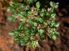 Kýlatka čtyřlistá (Polycarpon tetraphyllum (L.) L.)
