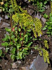 Pupovice vstřícnolistá (Chiastophyllum oppositifolium A. Berger)    