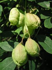 Klokoč zpeřený (Staphylea pinnata L.)