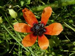 Mák polní (Papaver argemone L.) - šestičetný květ