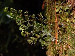 Hymenophyllum sanguinolentum (G. Forst.) Sw.
