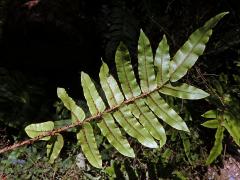 Žebrovice (Blechnum procerum (Forst. f.) Swartz)