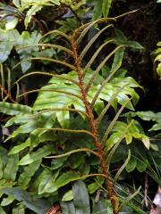 Žebrovice (Blechnum procerum (Forst. f.) Swartz)