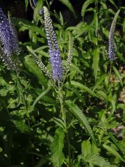 Rozrazil (Veronica subsessilis (Miq.) Carriere)