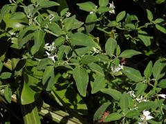 Lilek (Solanum chenopodioides Lam.)