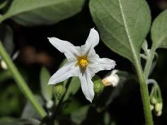 Lilek (Solanum chenopodioides Lam.)