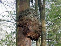 Nádor na dubu letním (Quercus robur L.) (1c)