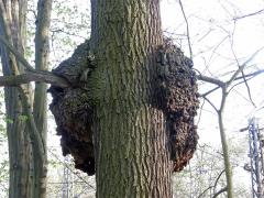 Nádor na dubu letním (Quercus robur L.) (1d)