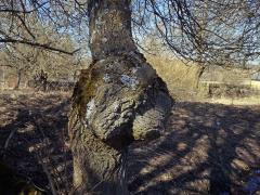 Nádor na vrbě jívě (Salix caprea L.) (5b)