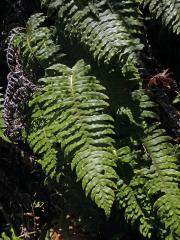Žebrovice (Blechnum chambersii Tindale)