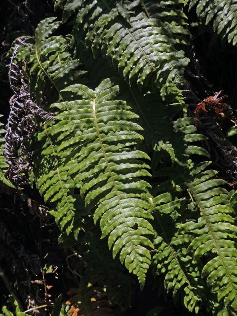 Žebrovice (Blechnum chambersii Tindale)