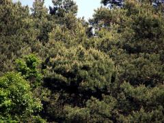 Čarověník na borovici lesní (Pinus sylvestris L.) (1)