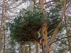 Čarověník na borovici lesní (Pinus sylvestris L.) (2)