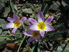 Tulipán (Tulipa pulchella Fenzl et Regel)    