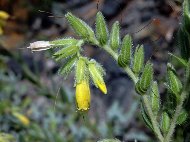 Ruměnice turnianská (Onosma viridis Jáv.)