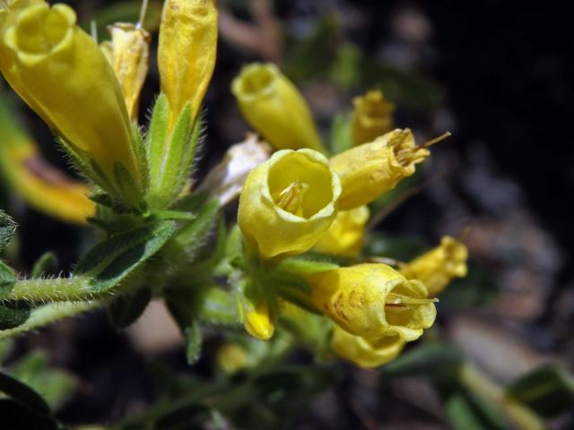 Ruměnice turnianská (Onosma viridis Jáv.)